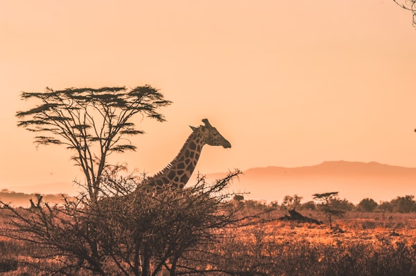 Kenyan landscape near volunteer placements